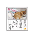 真っ白シロ（個別スタンプ：2）