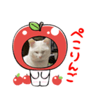 真っ白シロ（個別スタンプ：4）