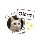 真っ白シロ（個別スタンプ：6）