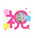 真っ白シロ（個別スタンプ：7）