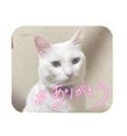 真っ白シロ（個別スタンプ：8）