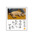 ルカちゃまー♡（個別スタンプ：3）