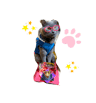 わんぱく子猫と成猫の日常①（個別スタンプ：1）