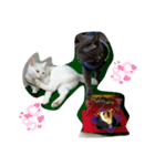 わんぱく子猫と成猫の日常①（個別スタンプ：2）