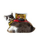 わんぱく子猫と成猫の日常①（個別スタンプ：4）