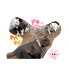 わんぱく子猫と成猫の日常①（個別スタンプ：7）