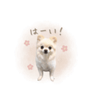 わんすた看板犬のスタンプ（個別スタンプ：1）