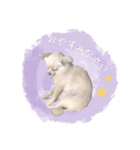 わんすた看板犬のスタンプ（個別スタンプ：2）