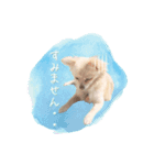 わんすた看板犬のスタンプ（個別スタンプ：3）