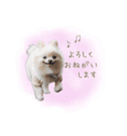 わんすた看板犬のスタンプ（個別スタンプ：6）