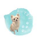 わんすた看板犬のスタンプ（個別スタンプ：7）