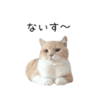 猫のたもくん（個別スタンプ：1）
