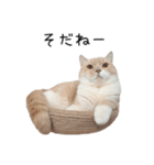 猫のたもくん（個別スタンプ：3）