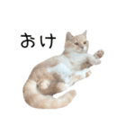 猫のたもくん（個別スタンプ：4）