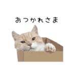 猫のたもくん（個別スタンプ：5）