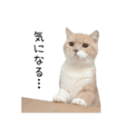 猫のたもくん（個別スタンプ：6）