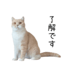 猫のたもくん（個別スタンプ：7）