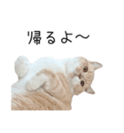 猫のたもくん（個別スタンプ：8）