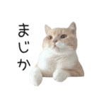 猫のたもくん（個別スタンプ：9）