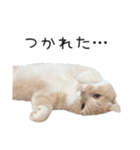 猫のたもくん（個別スタンプ：10）