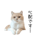 猫のたもくん（個別スタンプ：11）
