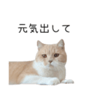 猫のたもくん（個別スタンプ：12）