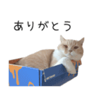 猫のたもくん（個別スタンプ：13）