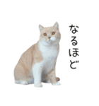 猫のたもくん（個別スタンプ：14）
