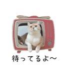 猫のたもくん（個別スタンプ：15）