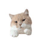 猫のたもくん（個別スタンプ：16）