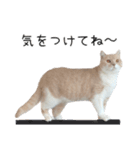 猫のたもくん（個別スタンプ：17）