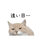 猫のたもくん（個別スタンプ：18）