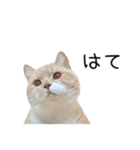 猫のたもくん（個別スタンプ：19）
