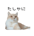 猫のたもくん（個別スタンプ：20）