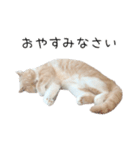 猫のたもくん（個別スタンプ：21）