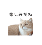 猫のたもくん（個別スタンプ：22）