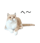 猫のたもくん（個別スタンプ：24）