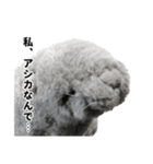 笑いアシカのワタナベさん（個別スタンプ：3）
