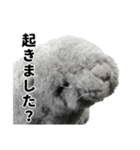 笑いアシカのワタナベさん（個別スタンプ：4）