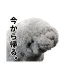 笑いアシカのワタナベさん（個別スタンプ：7）