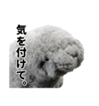 笑いアシカのワタナベさん（個別スタンプ：8）