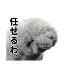 笑いアシカのワタナベさん（個別スタンプ：10）
