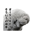 笑いアシカのワタナベさん（個別スタンプ：11）