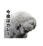 笑いアシカのワタナベさん（個別スタンプ：12）