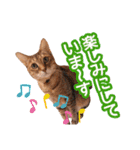 丁寧語も話すアニーちゃん（個別スタンプ：3）