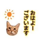丁寧語も話すアニーちゃん（個別スタンプ：4）