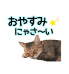 丁寧語も話すアニーちゃん（個別スタンプ：6）
