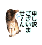 丁寧語も話すアニーちゃん（個別スタンプ：7）