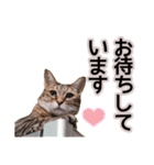 丁寧語も話すアニーちゃん（個別スタンプ：8）