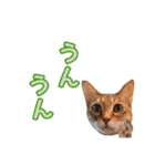 丁寧語も話すアニーちゃん（個別スタンプ：10）